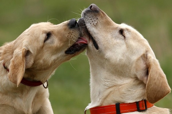 cane lecca sempre il muso degli altri cani 5