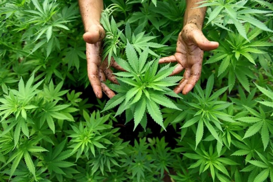 Cannabis, via libera in commissione Giustizia alle mini-coltivazioni in casa.
