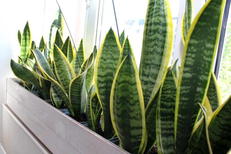 La pianta da appartamento che assorbe l’umidità e purifica l’aria