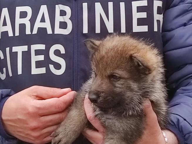 Cuccioli di lupo in vendita in un allevamento di Viterbo, denunciato il titolare