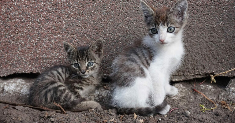 Questi gattini orfani lasciano che sia una gallina a prendersi cura di loro video 1 1200x628 1