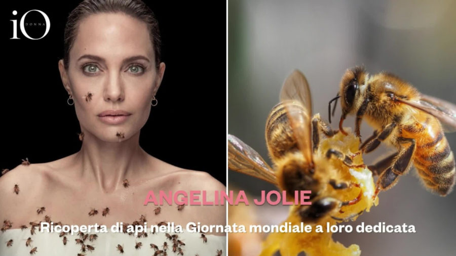 Angelina Jolie e le api