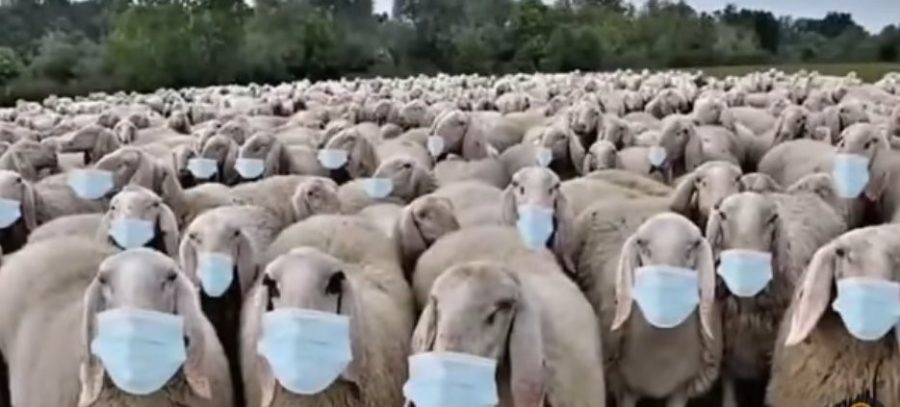 Ricatto-vaccini: ma sono le pecore a limitarci i diritti