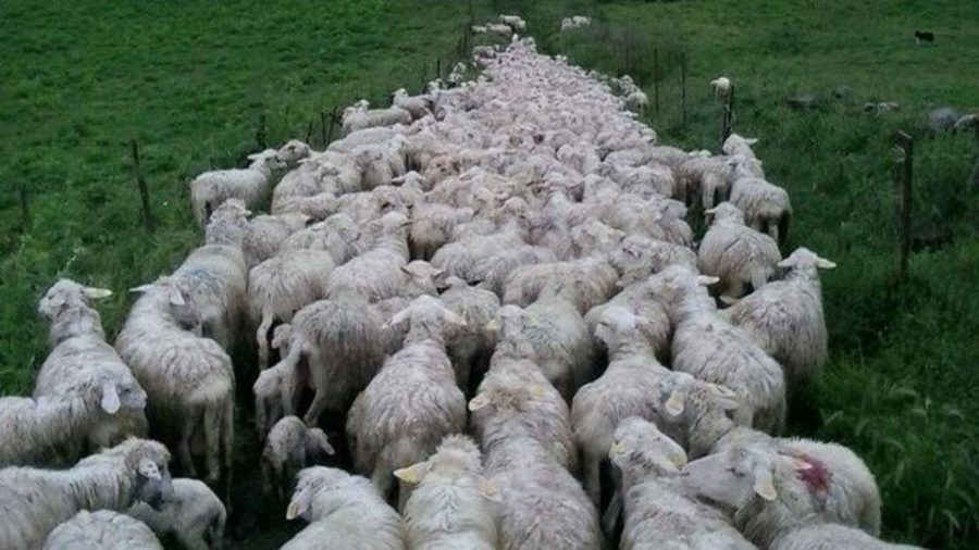 Vaccini e bugie: terrorismo, per pecore disposte a tutto