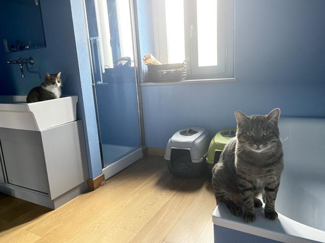 Perché i gatti ci accompagnano in bagno? Anche così ci dimostrano il loro affetto