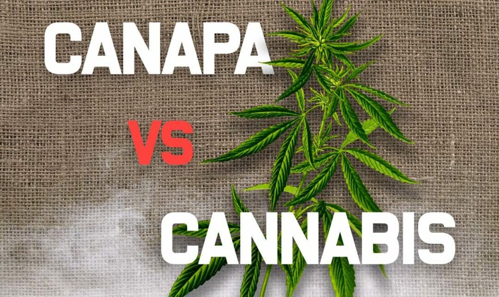 Canapiamo Articolo CanapaVsCannabis e1557845328725