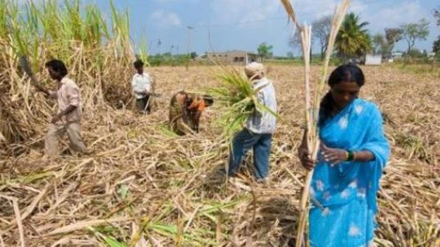 India, il “sacrificio dello zucchero”: lavoratrici senza utero per poter reggere turni di lavoro massacranti
