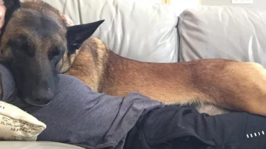 Addio a Vera, il cane che aveva difeso la proprietaria dall’attacco di un puma