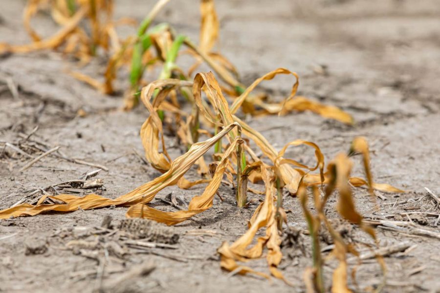 La siccità spaventa l’agricoltura: cambiano le coltivazioni nei campi
