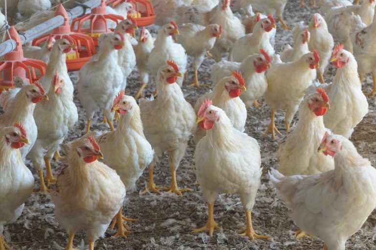 avicoltura galline