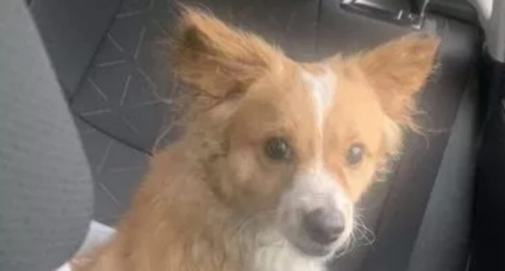 cane randagio