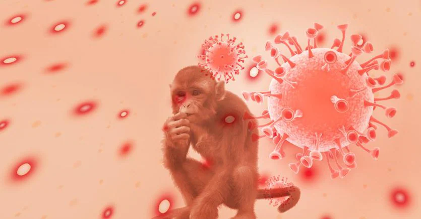 Vaiolo delle scimmie, per l’Oms l’epidemia in Europa è un rischio reale