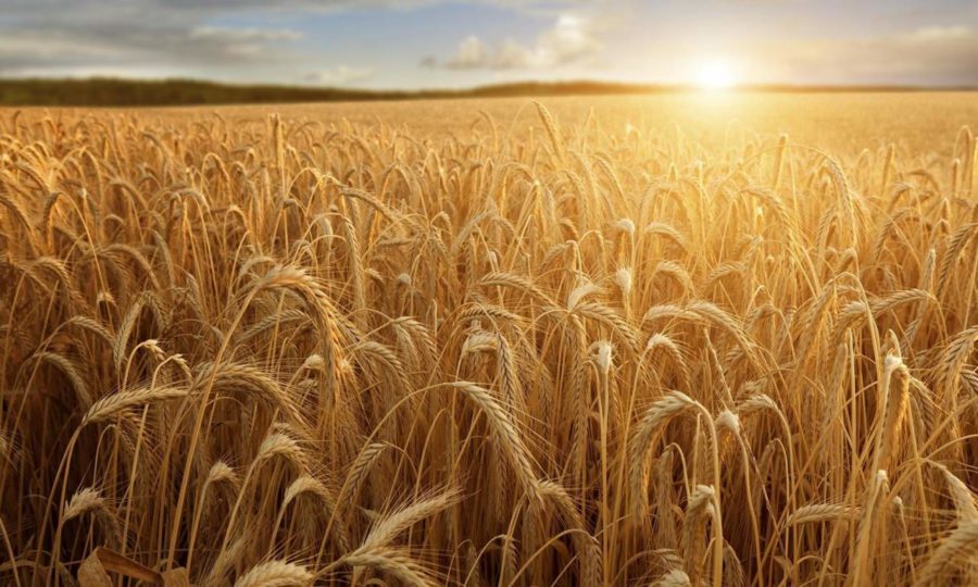 Ladispoli – Siccità, a picco la produzione di grano