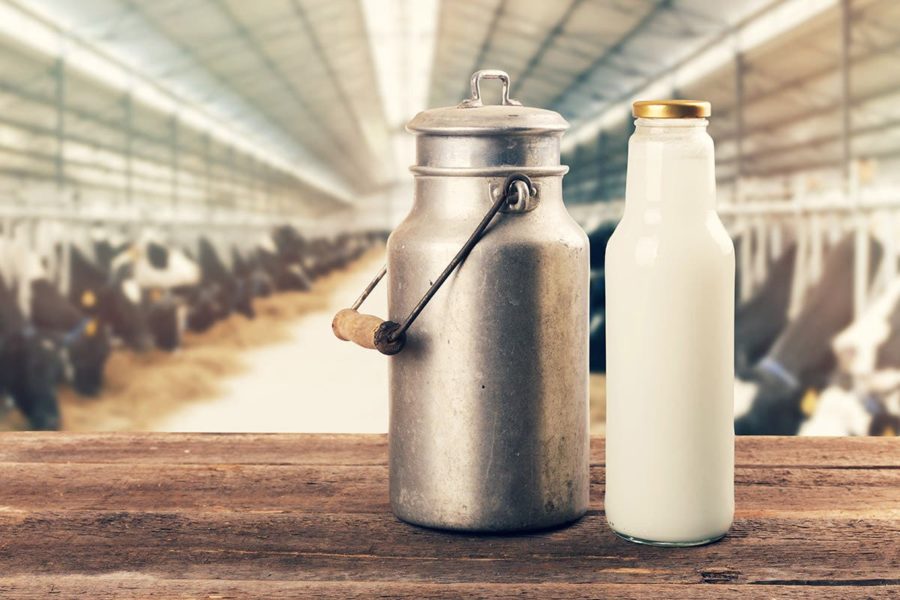 Latte sintetico, Coldiretti non ci sta: “Si vuole distruggere la qualità”