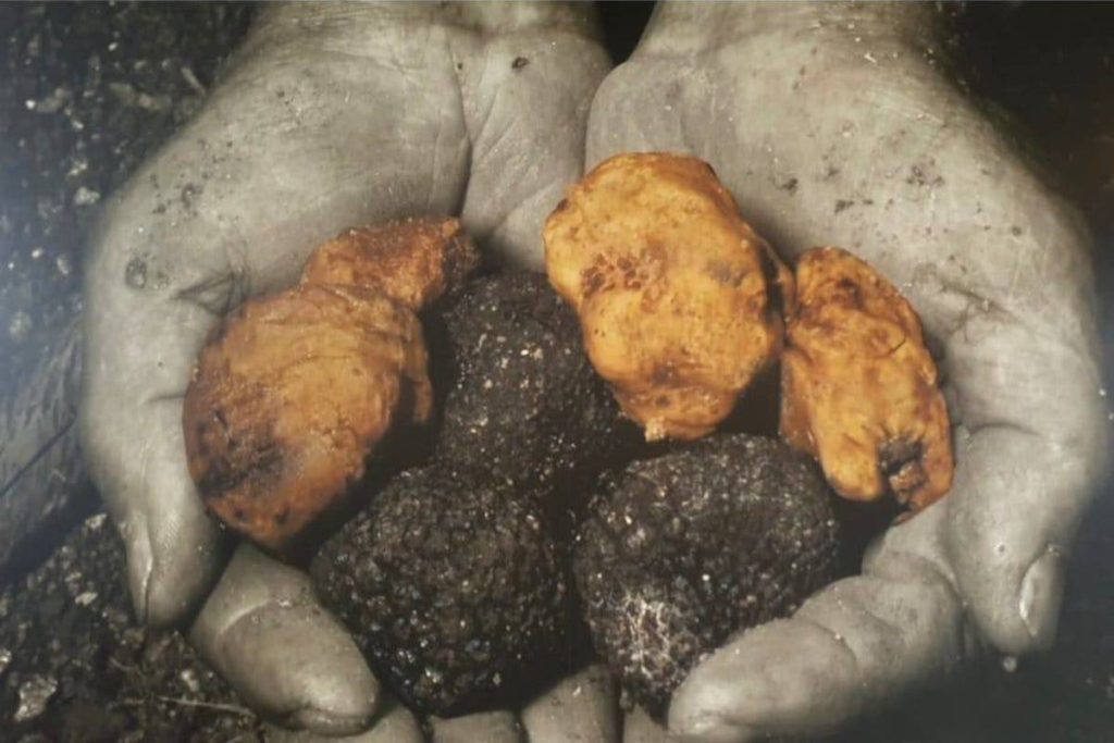 tartufo urbani natale