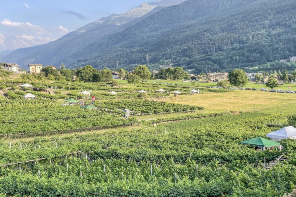 vini invigna valle aosta