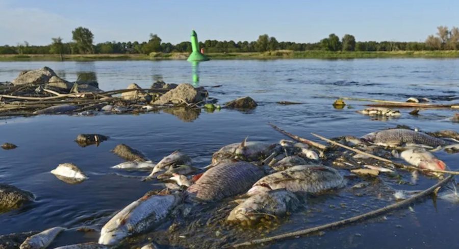 Moria di pesci nell’Oder