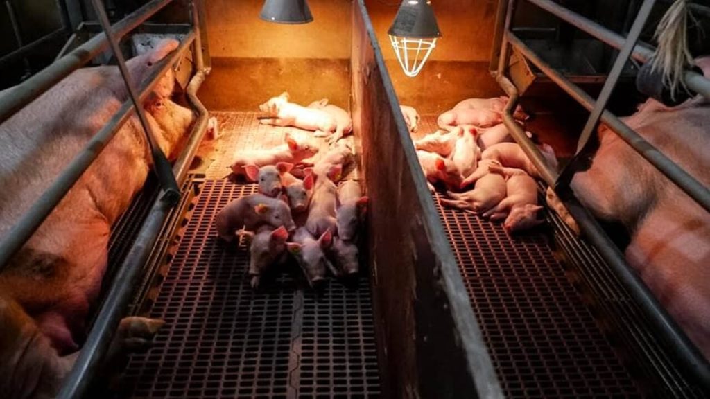 allevamenti maiali energia credit compassion animals 2