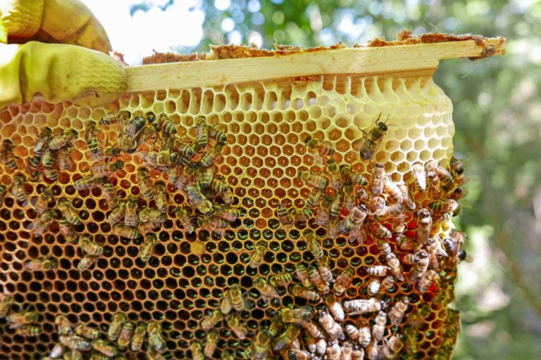 api miele arnia giornata mondiale api apicoltore