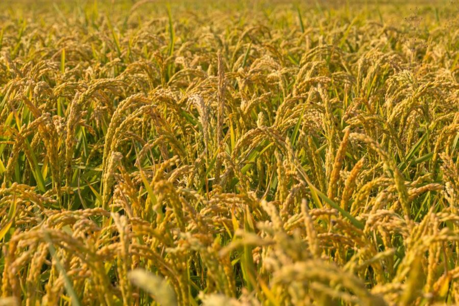 Ente Risi: a rischio 3mila ettari di risaie novaresi per la siccità