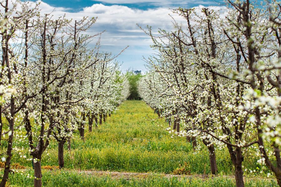 California Prune Board bloom