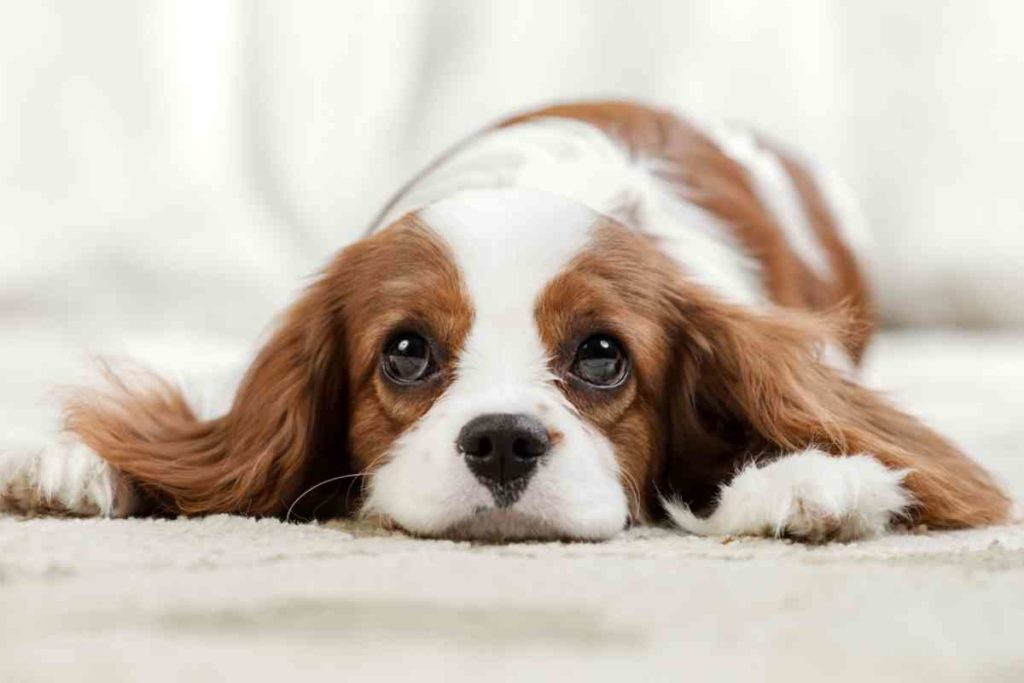 Cavalier King