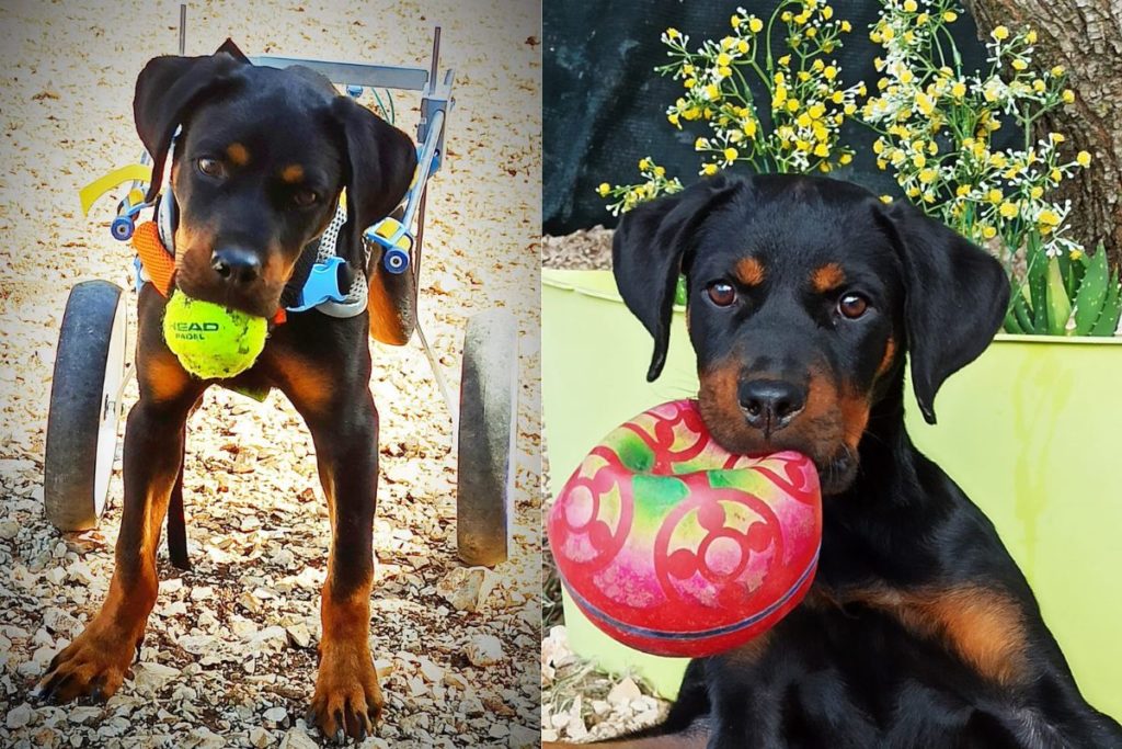 Rott