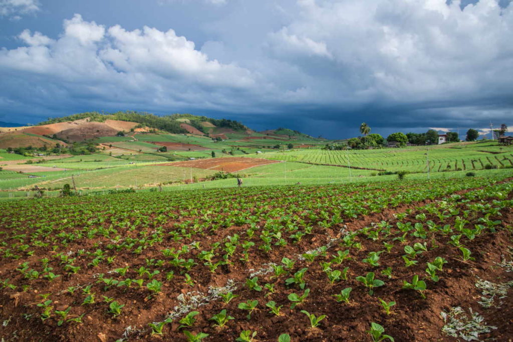 agricoltura