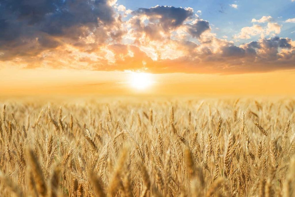 allarme caldo agricoltura