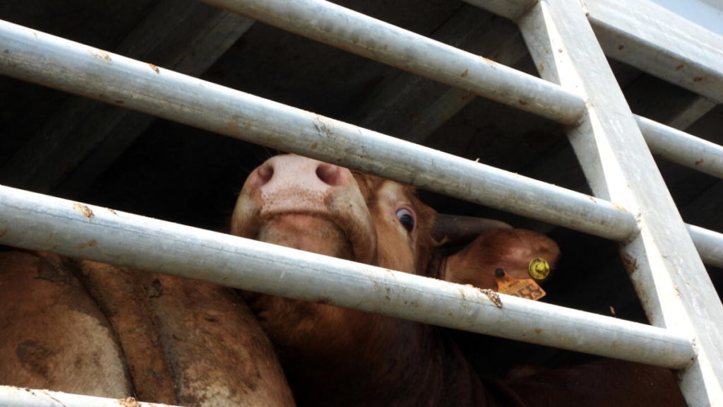animal welfare foundation export by road 2 2