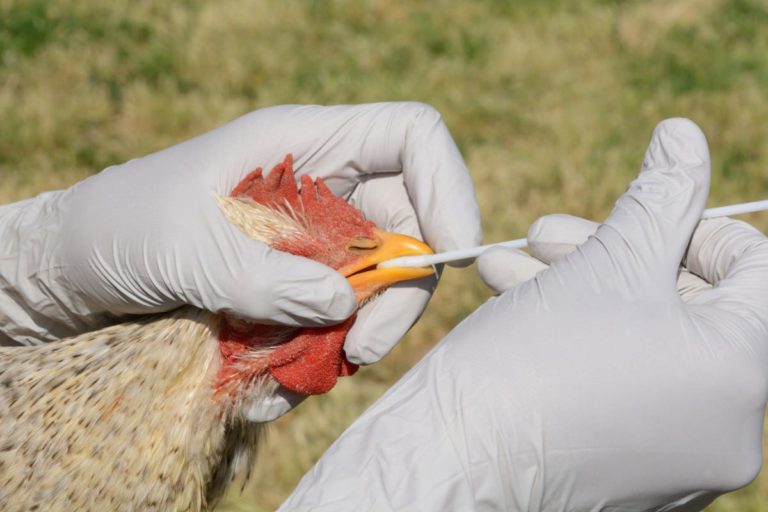 aviaria influenza polli