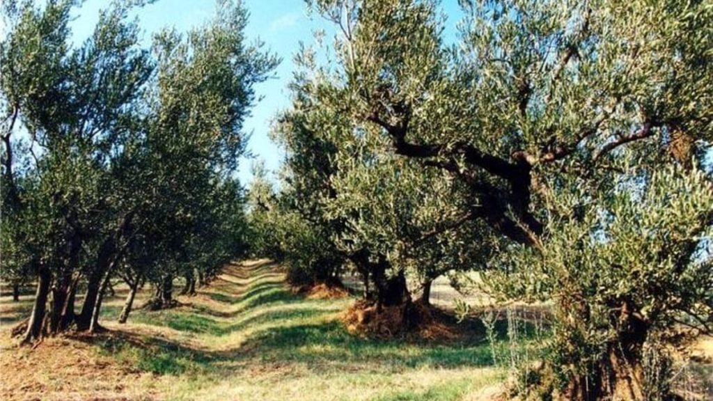 camminata tra gli olivi