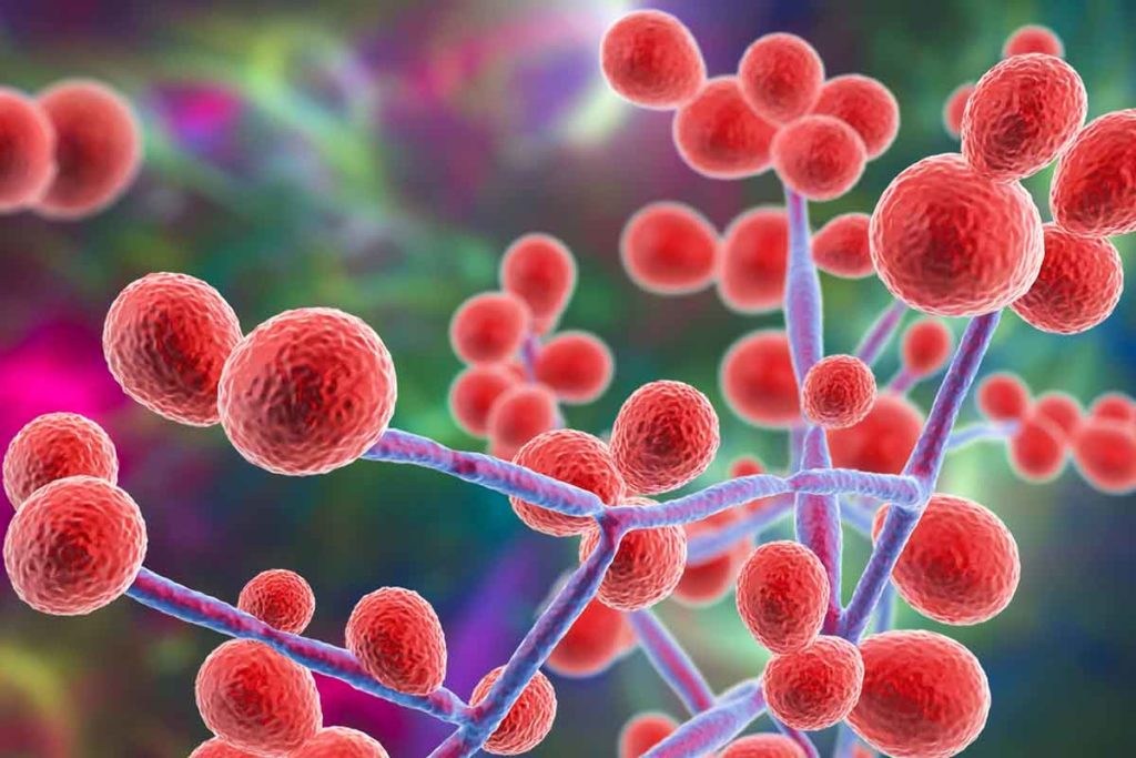 candida albicans