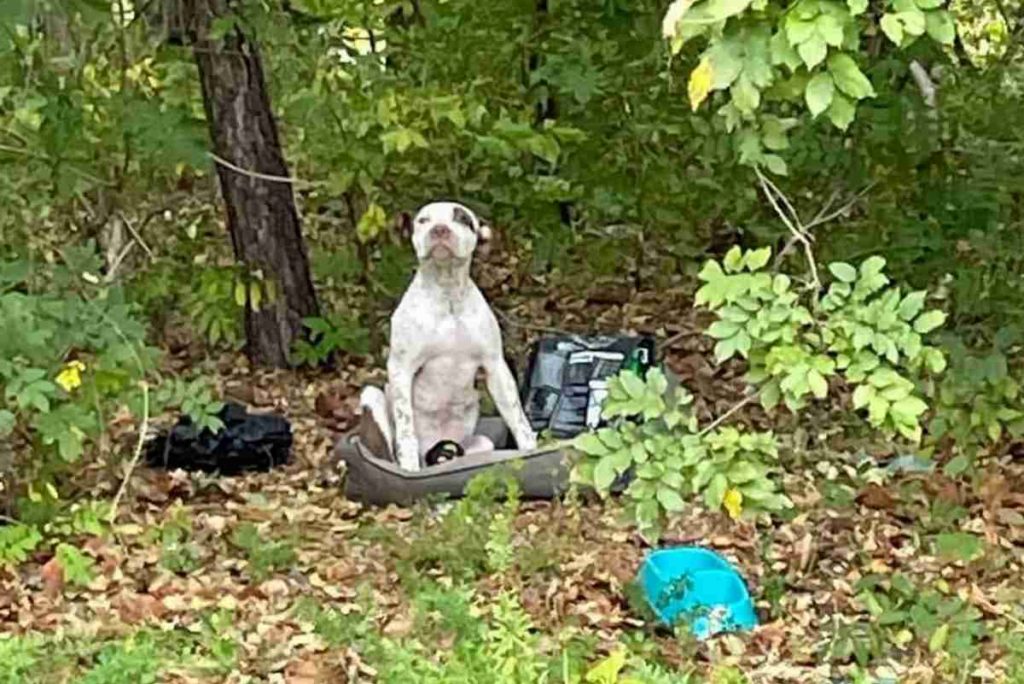 cane Hank