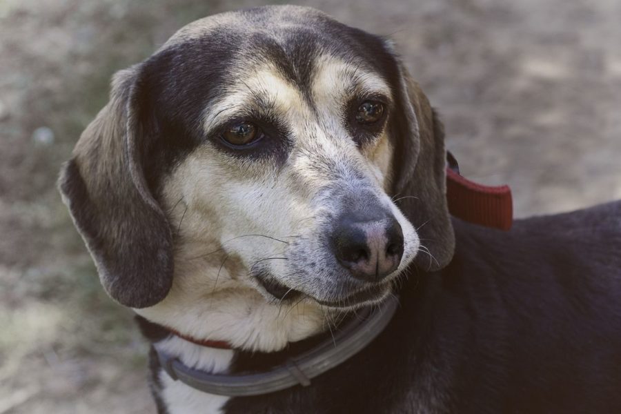 cane maltrattato collare elettrico