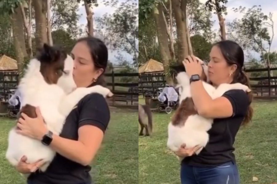 Coccola un cavallo nano stringendolo tra le braccia, un’immagine che ci inonda di amore (VIDEO) 1 cavallo miniatura