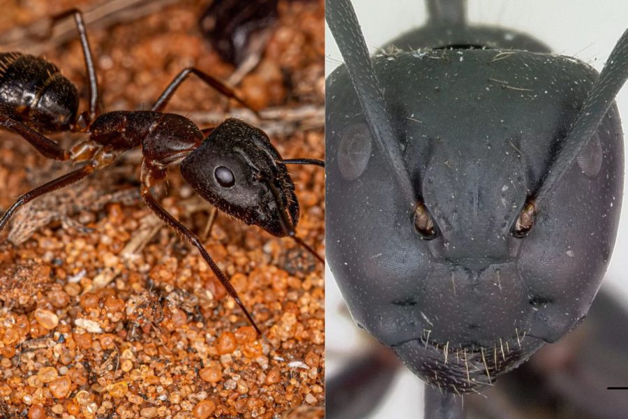 formica Camponotus