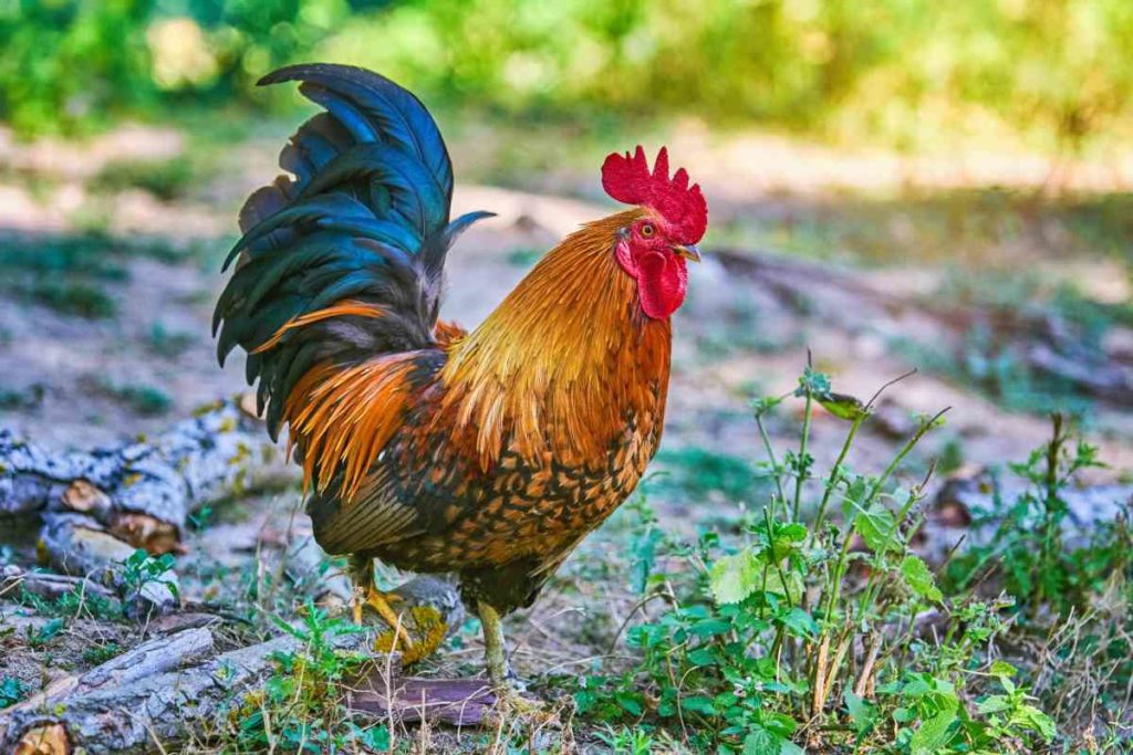 gallo