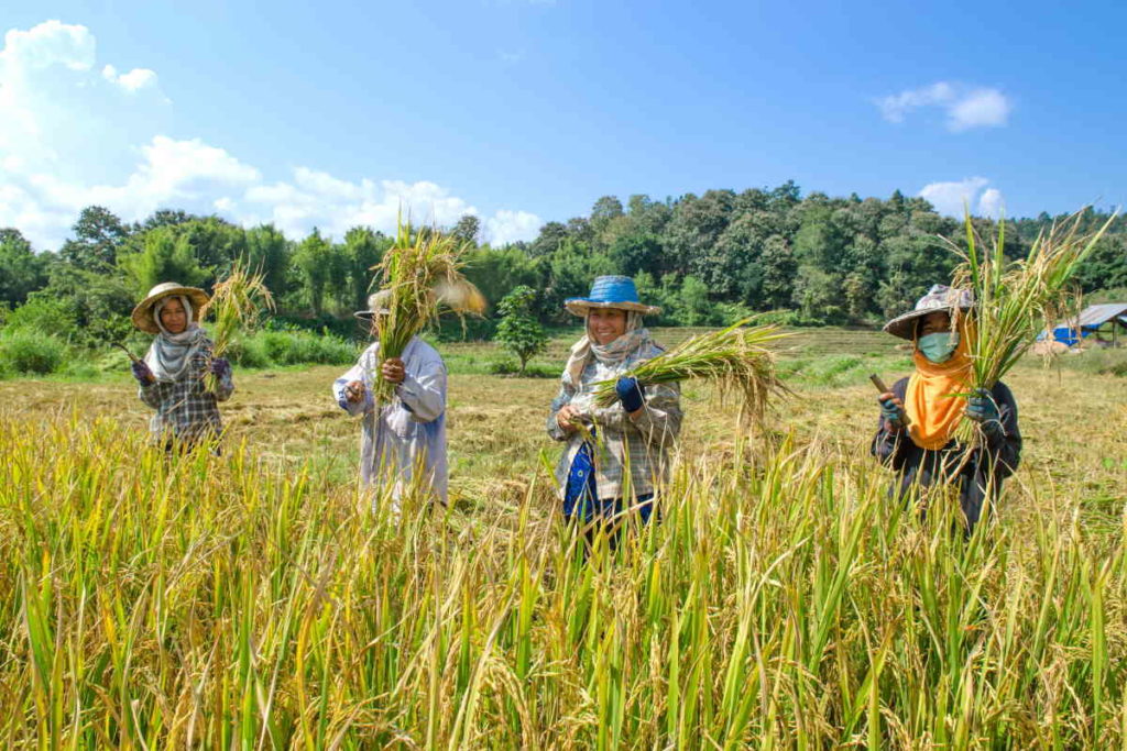 indigeni agricoltura