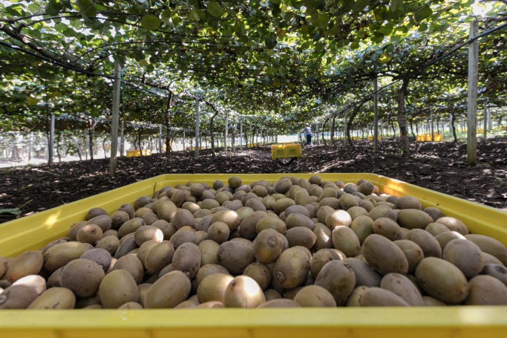 kiwi zespri