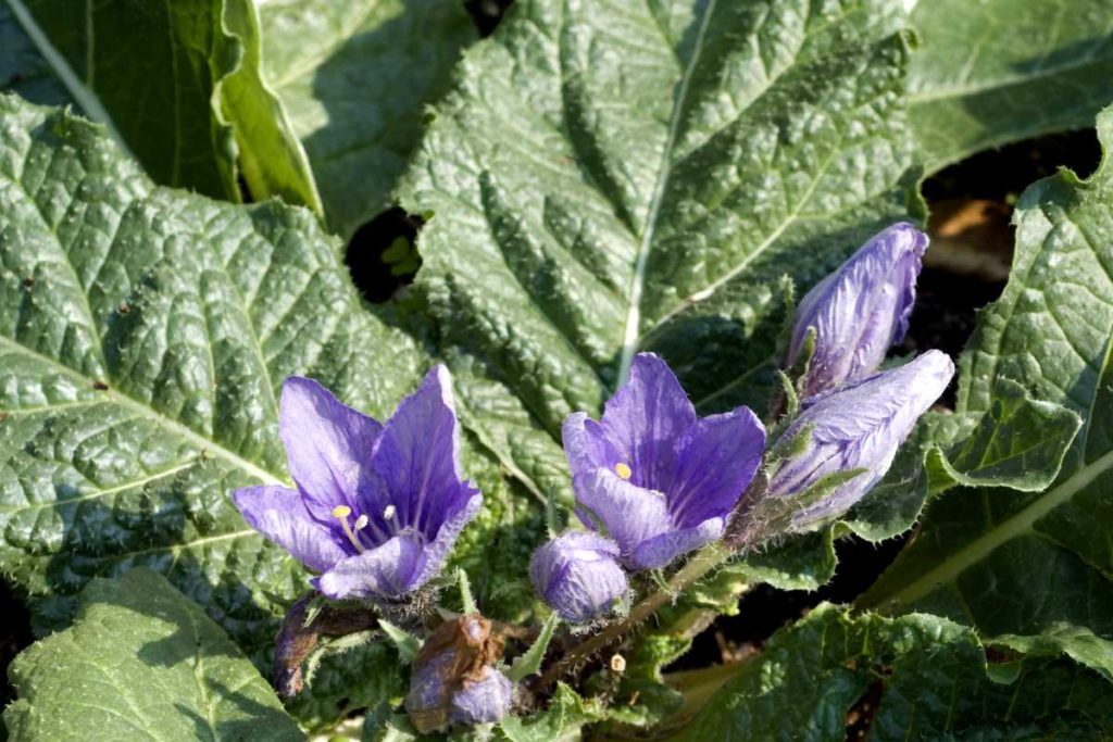 mandragora