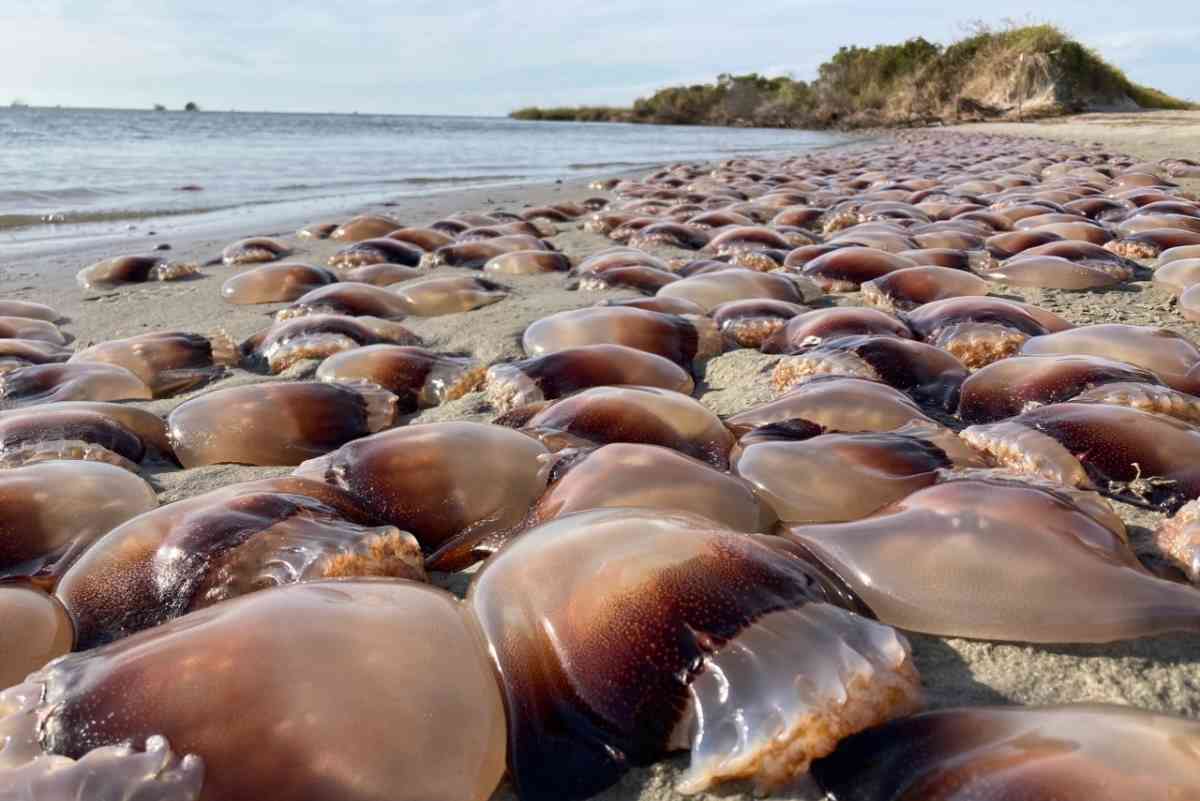 meduse palla di cannone