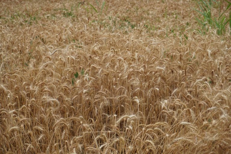 molini pivetti campo di grano