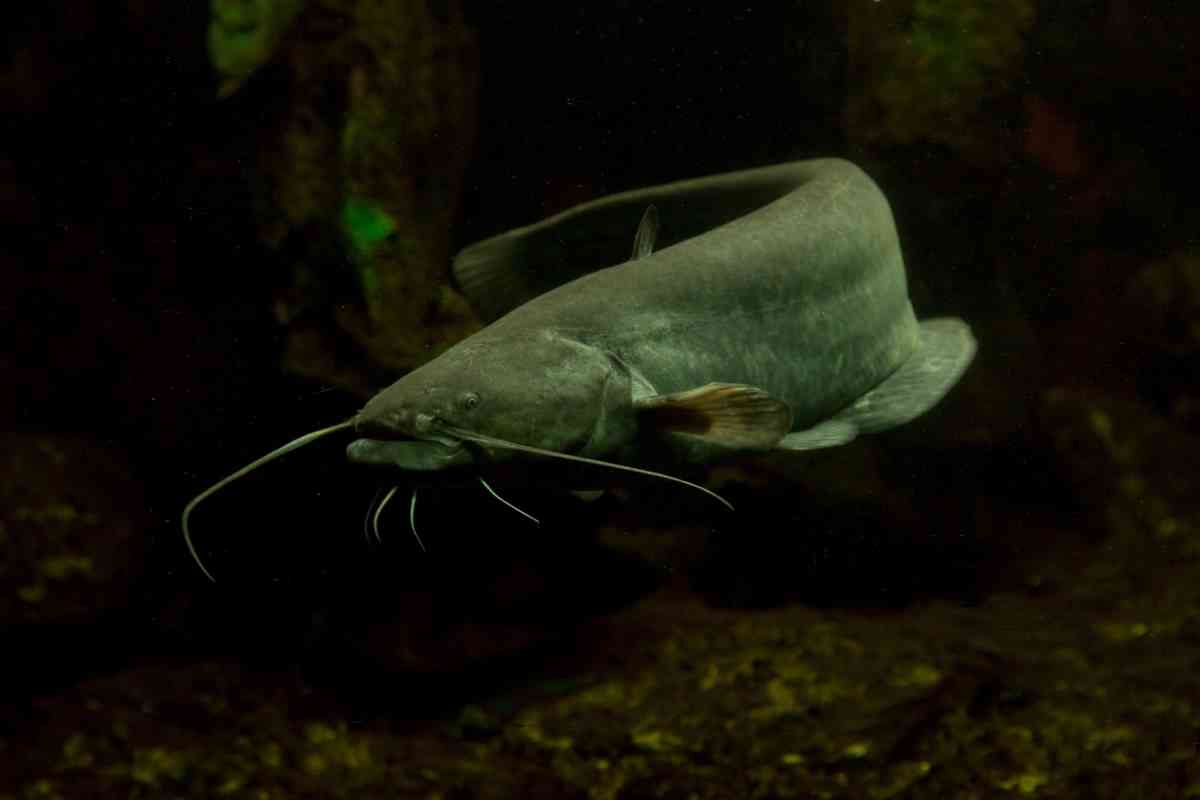 pesce siluro