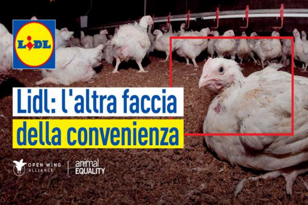 polli lidl