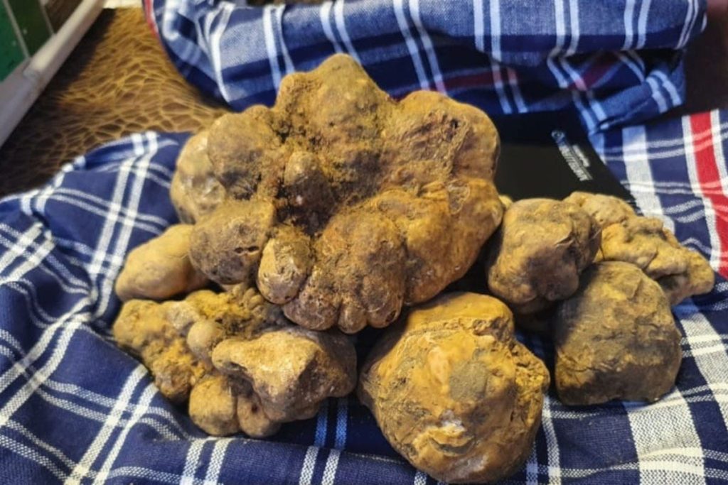 san angelo vado tartufo 2