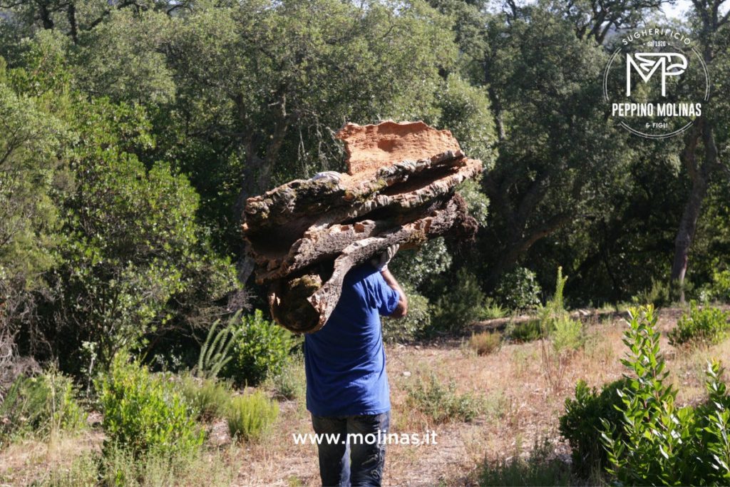 sughero molinas