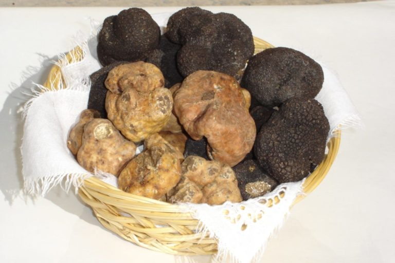 tartufo molise