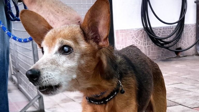 Toby, il cane abbandonato a 17 anni cerca casa 1 toby 2