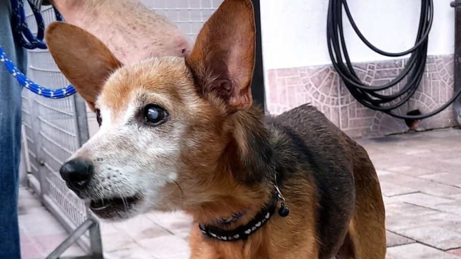 Toby, il cane abbandonato a 17 anni cerca casa 1 toby 2